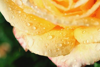 Close-up of wet flower