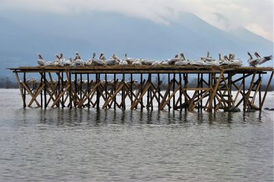 Birds in lake against sky