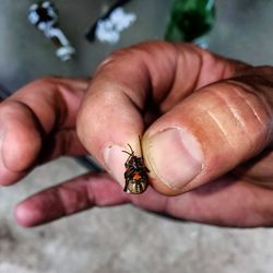 Close-up of bee on hand