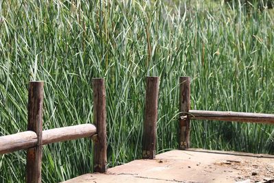 Wooden posts on field