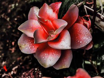 Close-up of wet flowers in rainy season