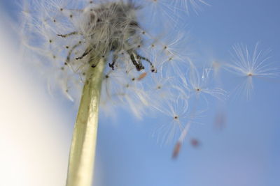 Close-up of white dandelion flower