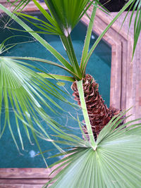 Close-up of plants