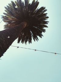 Low angle view of trees against clear sky