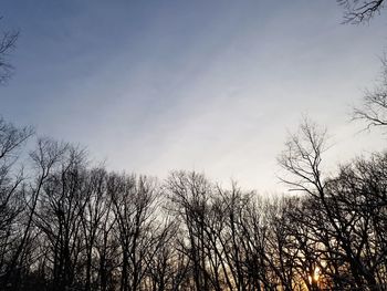 Low angle view of bare trees against sky