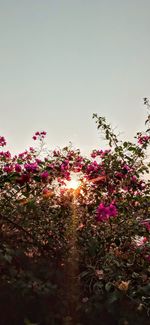 Pink flowering plants against sky during sunset
