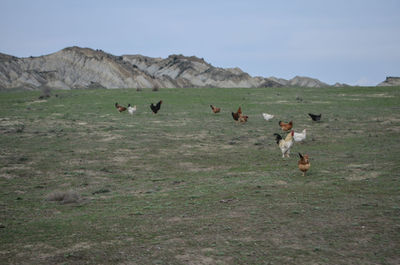 People running in a field