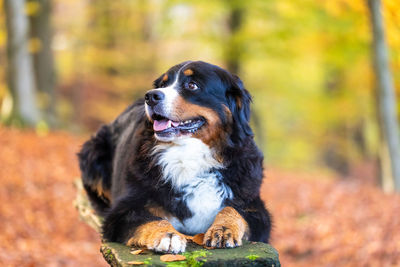 Dog looking away on field