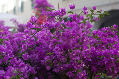 Purple bougainvilleas blooming outdoors