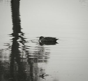 Duck swimming on lake