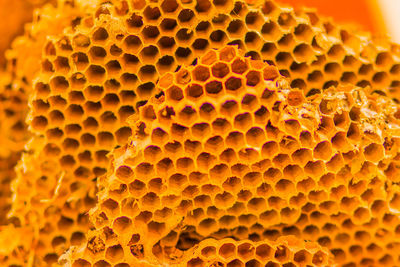 Close-up of bees