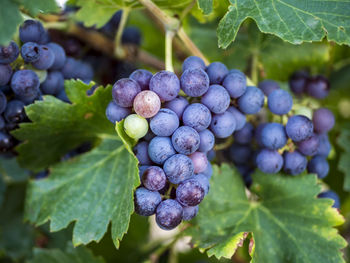 Close-up of grapes growing in vineyard