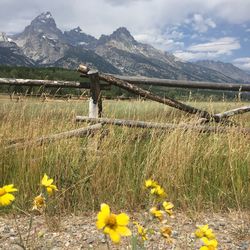 Scenic view of field against cloudy sky