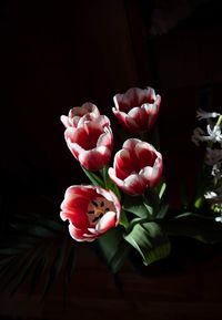 Close-up of pink roses