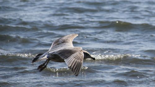 Seagull flying over sea