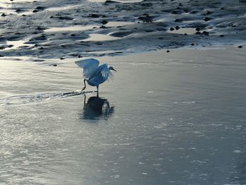 Heron perching on lake