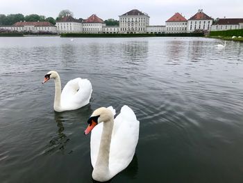 Swans swimming in lake