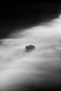 Scenic view of tree against sky