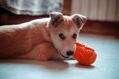 Close-up of a dog looking away