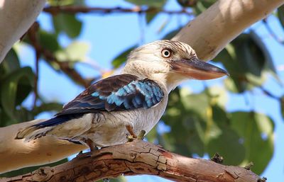 Close-up of bird perching on branch