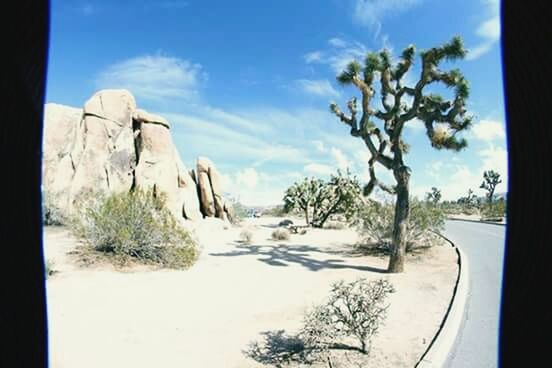 TREES IN A DESERT