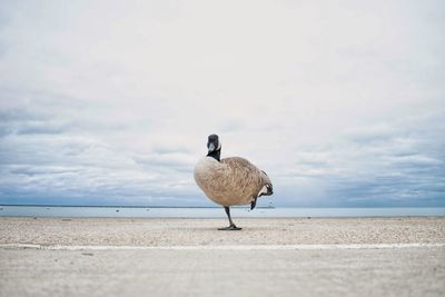 Seagull on a beach