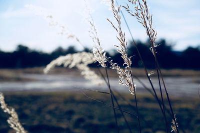 Close-up of snow on field against sky