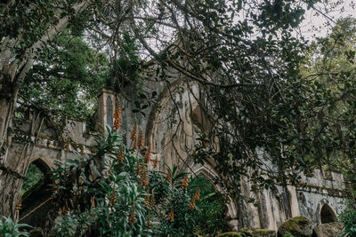 Low angle view of trees in forest