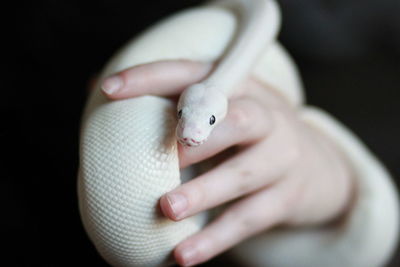 Close-up of hand holding insect