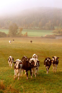 Holstrin cows in a pasture. in vermont.