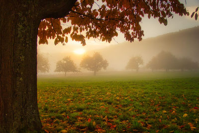 Trees on field against sky during sunset