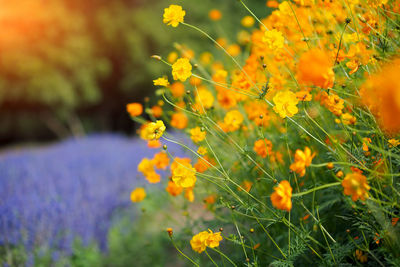 Close-up of yellow flowering plant