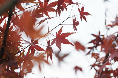 Close-up of maple leaves on tree
