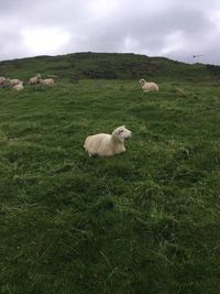 Sheep on field against sky