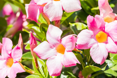 Close-up of pink flowering plants