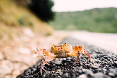 Close-up of insect on land