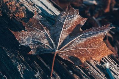 High angle view of dry maple leaf