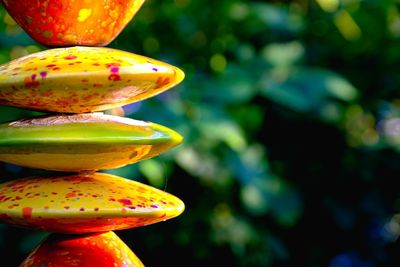 Close-up of fruits hanging on tree