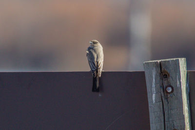 Close-up of bird perching on wood