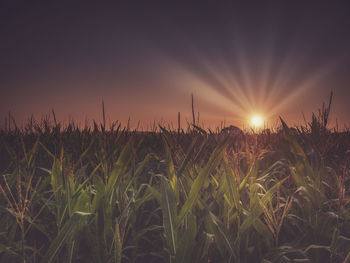 Scenic view of field against sky at sunset