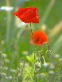 Close-up of red poppy flower