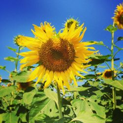 Close-up of sunflower