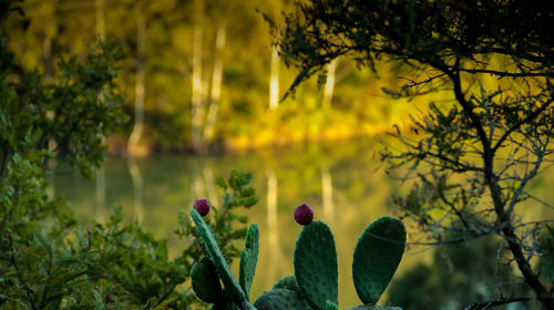 Close-up of flowering plant against trees