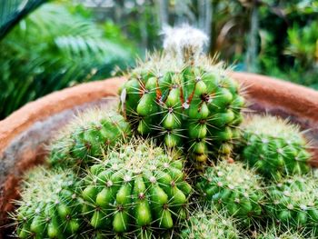 Close-up of succulent plant growing on field