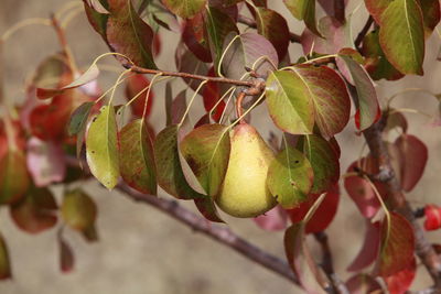 Close-up of fruits growing on tree