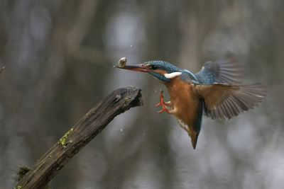 Close-up of bird flying