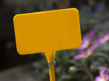 Close-up of yellow flower on road