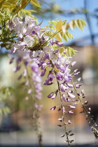 Close-up of purple flowering plant