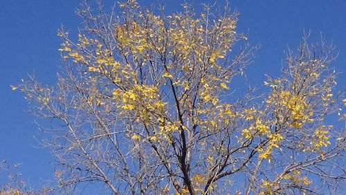 Low angle view of yellow tree against blue sky