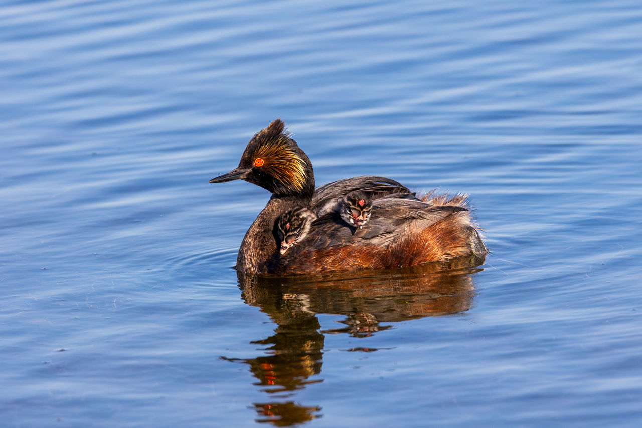 Eared Grebes and chicks in water California Crittenden Marsh Eared Grebes Mountain View Santa Clara County Bird Chicks Animal Themes Animal Animal Wildlife Water Wildlife Duck One Animal Lake Swimming Beak No People Reflection Nature Water Bird Day Rippled Outdoors